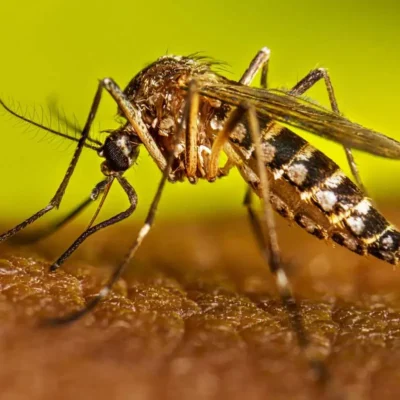 mosquito transmisor del dengue