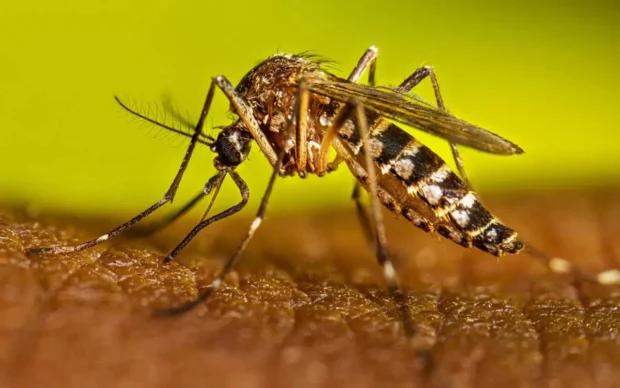 mosquito transmisor del dengue