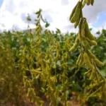 plantaciones de soya en Santa Cruz
