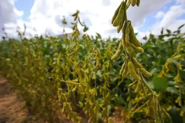 plantaciones de soya en Santa Cruz