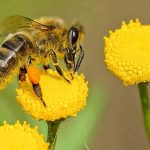 Abejas