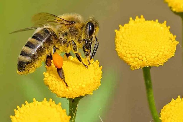 Abejas