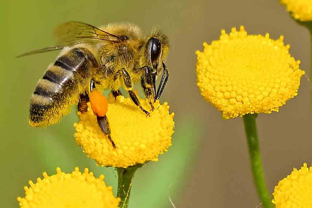 Abejas