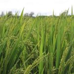arroz
