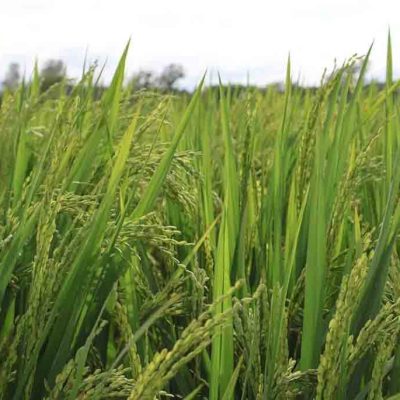 arroz