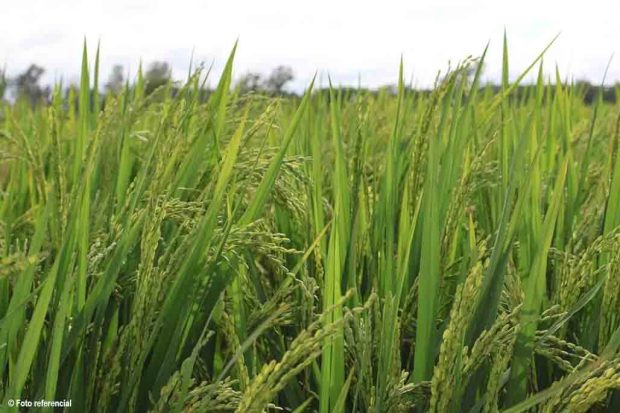 arroz