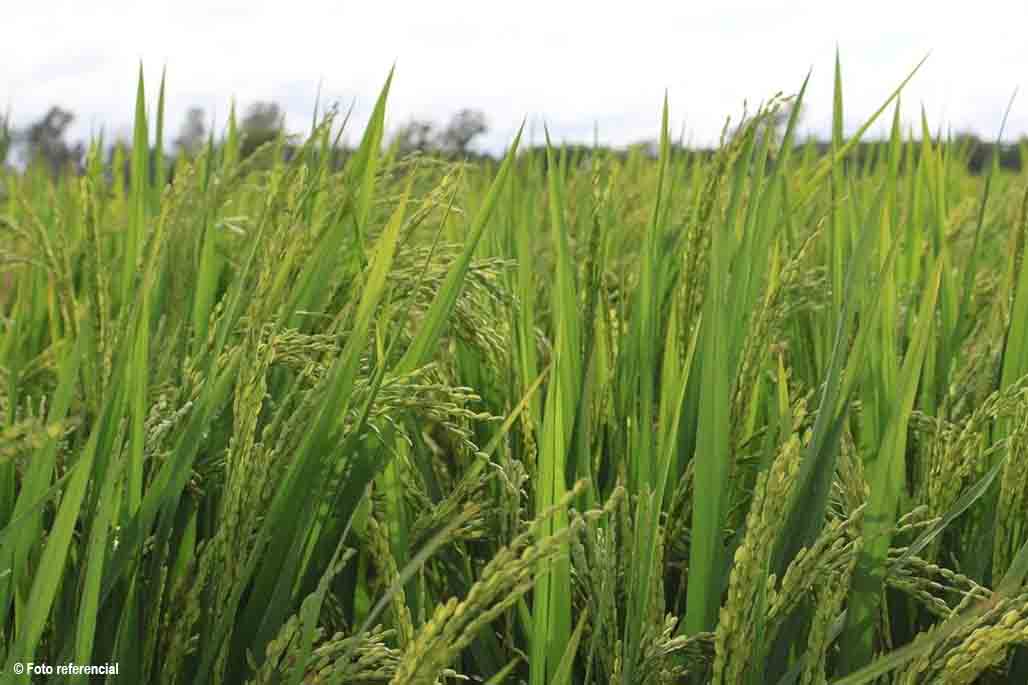 arroz