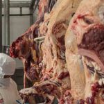 carne de res