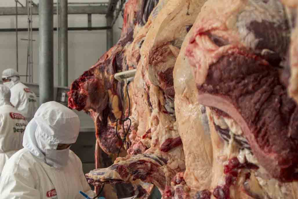carne de res