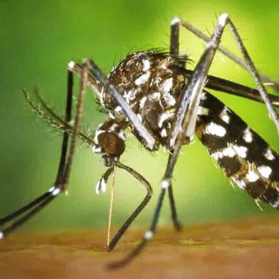 chikungunya