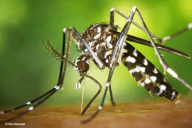 chikungunya
