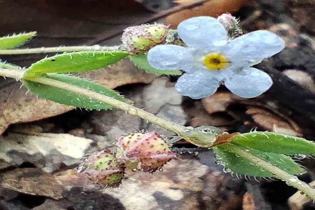planta extinta