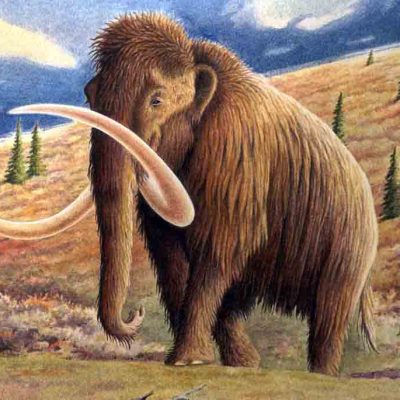 Mamut