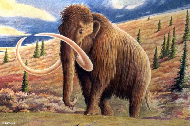 Mamut