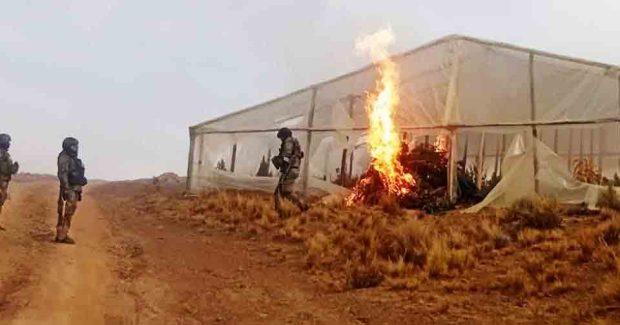 mega laboratorios de marihuana en Llallagua
