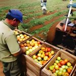producción alimentos