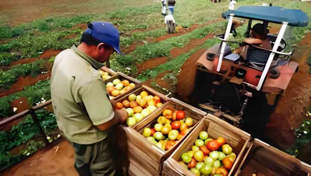 producción alimentos