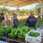 banana boliviana de exportación