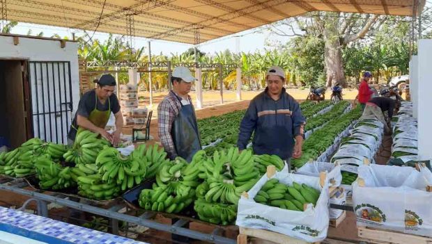 banana boliviana de exportación