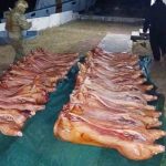 carne de cerdo