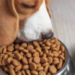 croquetas para perros