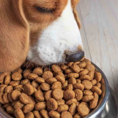 croquetas para perros