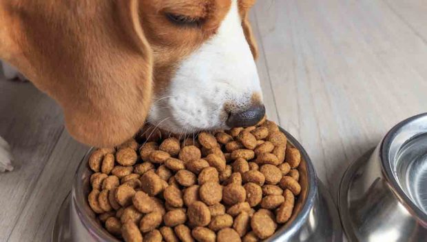 croquetas para perros