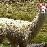 carne de llama