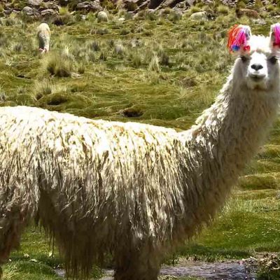 carne de llama