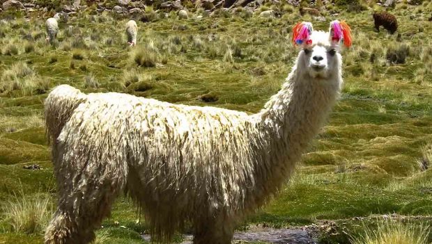 carne de llama
