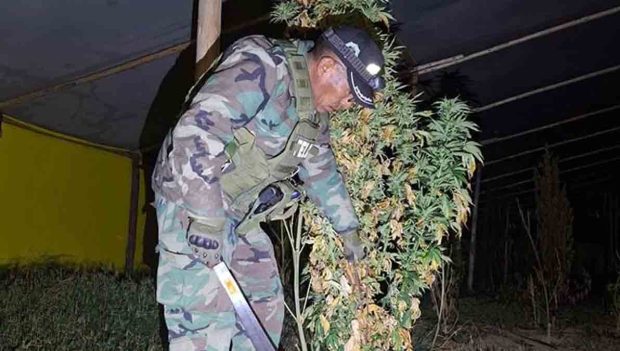 marihuana en Chayanta