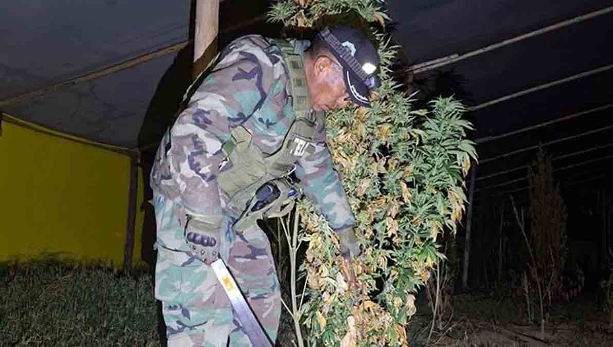 marihuana en Chayanta