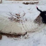 nevada en Potosí