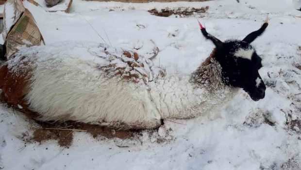 nevada en Potosí