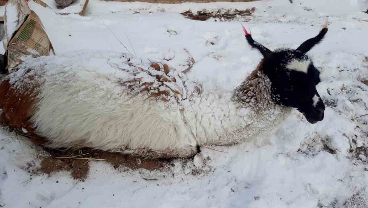 nevada en Potosí
