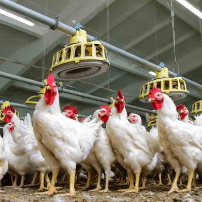 granja de pollos
