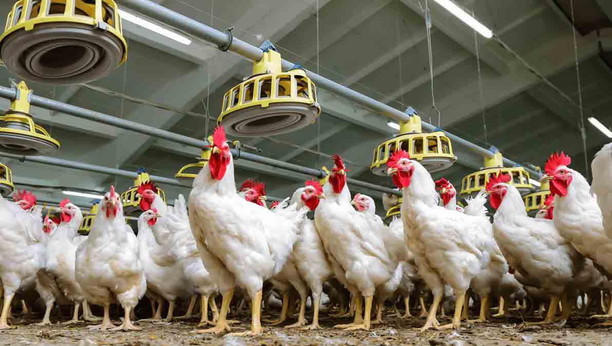 granja de pollos