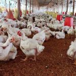 granja de pollos
