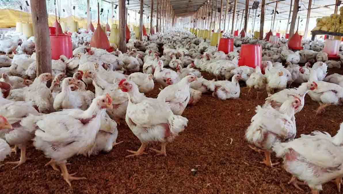 granja de pollos