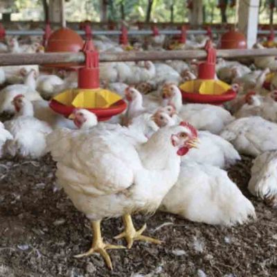 granja de pollos