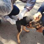 rabia canina