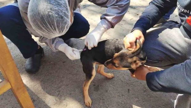 rabia canina