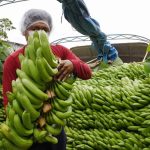 banano en Cochabamba