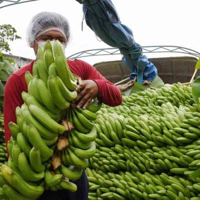 banano en Cochabamba