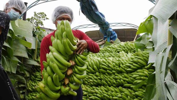 banano en Cochabamba