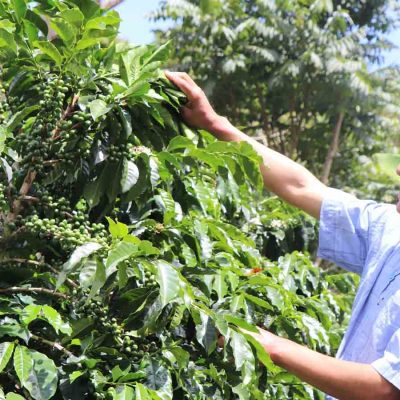 ruta del café en Zongo
