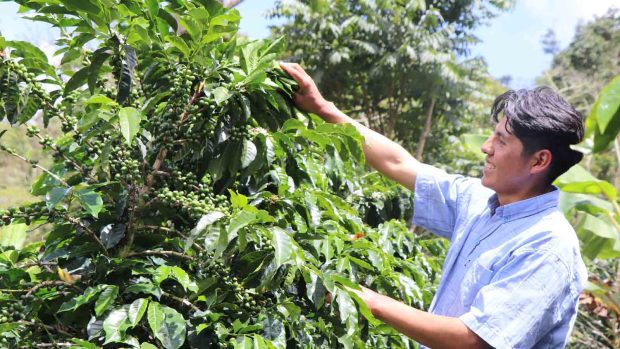 ruta del café en Zongo