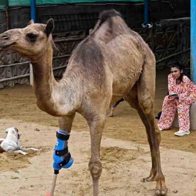 prótesis para camella