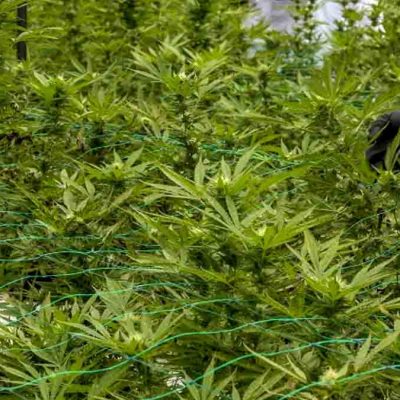 cannabis Colombia