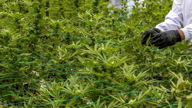 cannabis Colombia